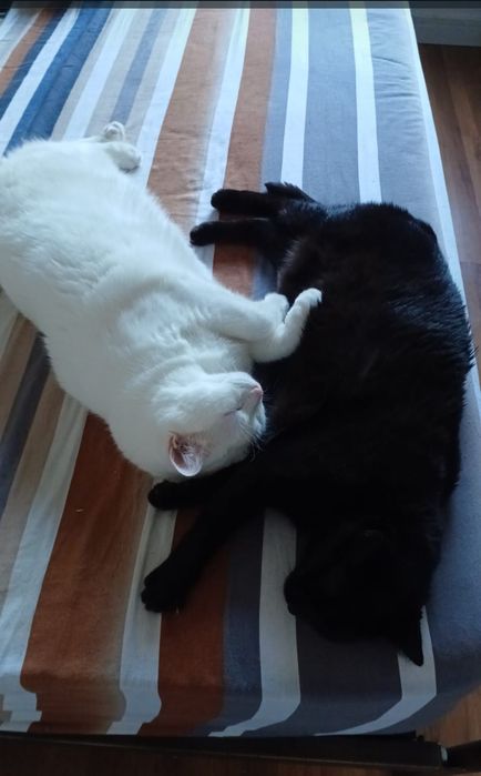 Pet Sitter em sua casa Viseu