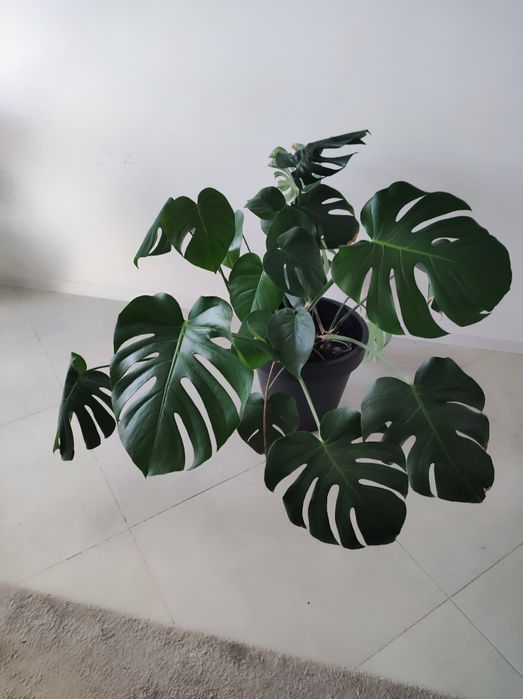 Monstera w donicy