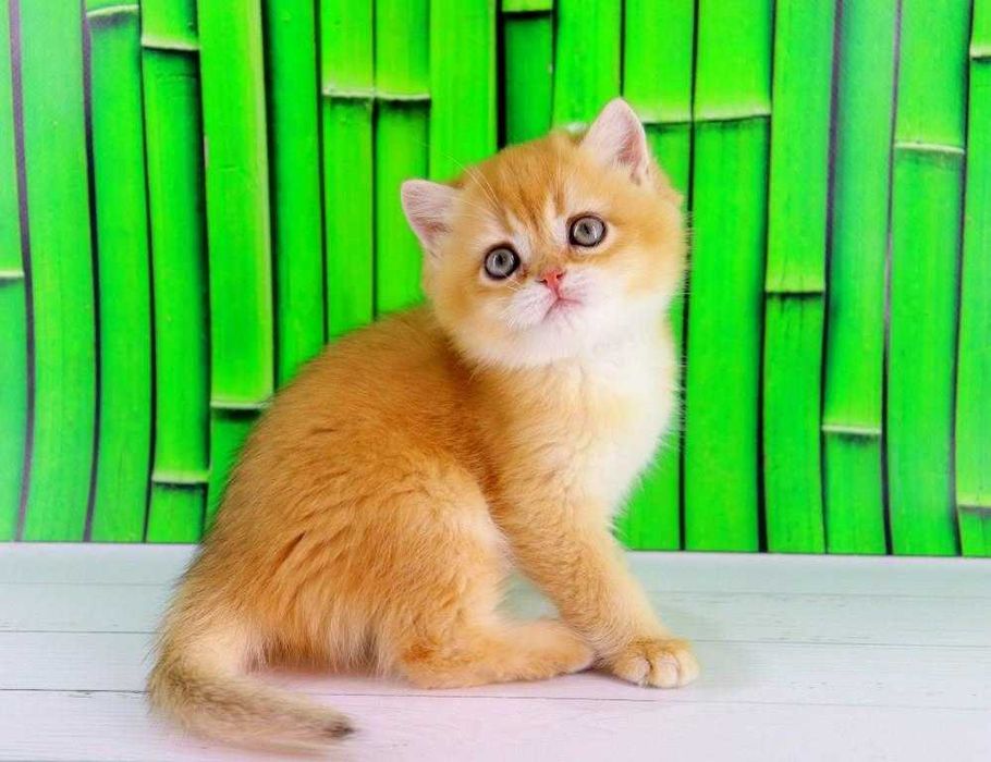 Дуже ласкавий та красивий британських хлопчик-золота шиншилла