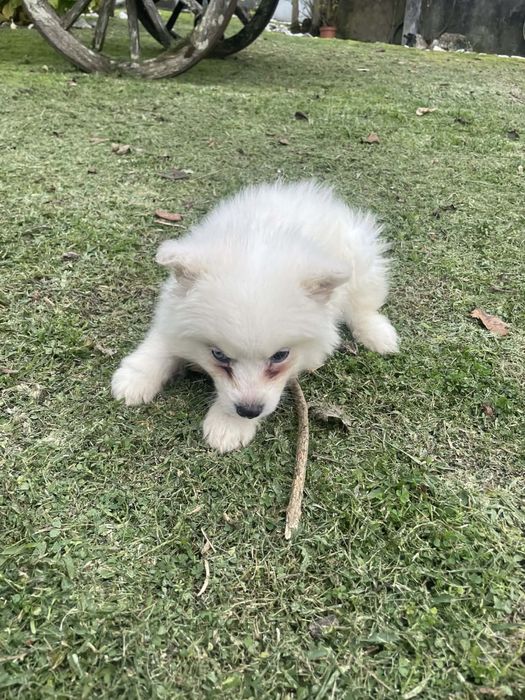 Husky siberiano femea