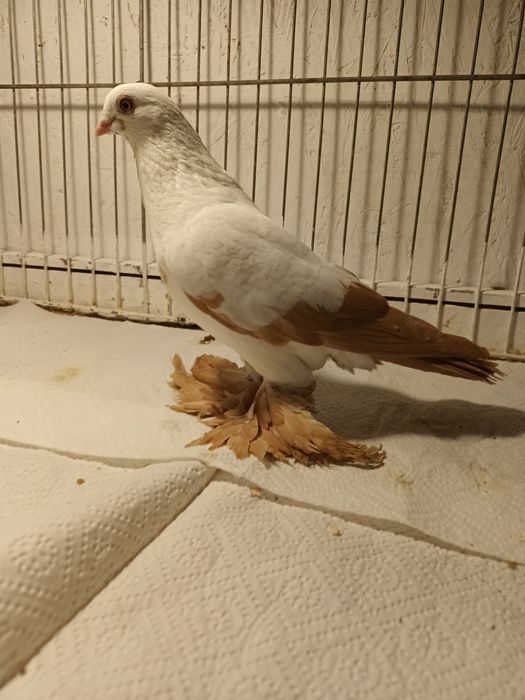 Gołąb. Wiedyn żółty samica. 25