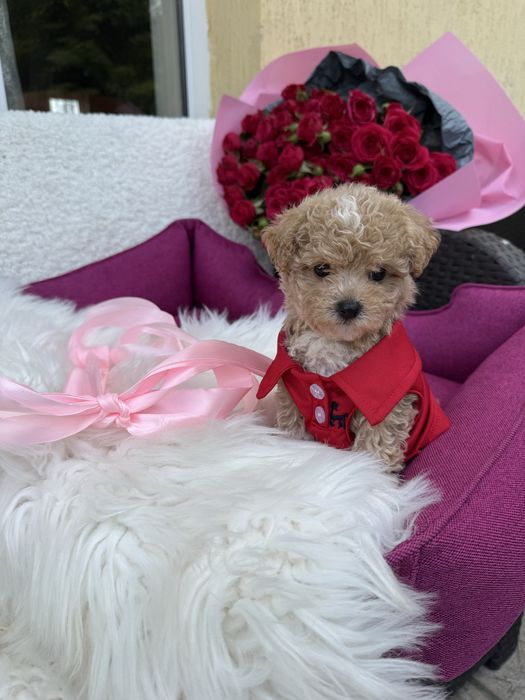 Карамельні мальтипушки