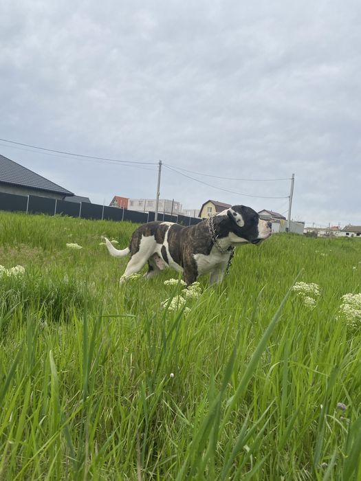 Американський бульдог ( вязка)