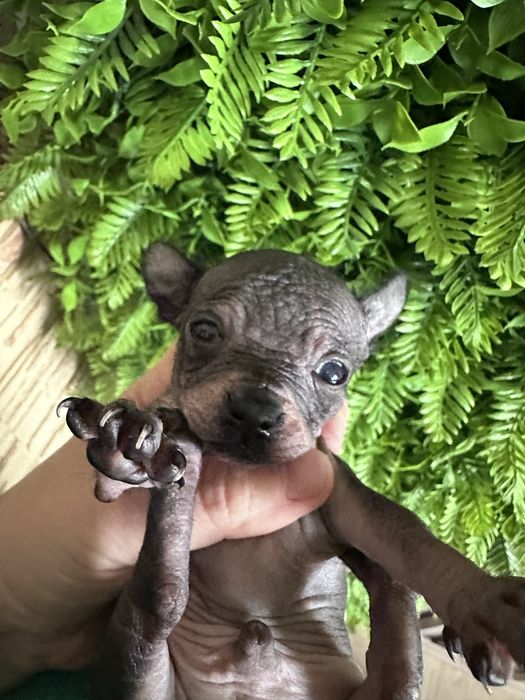 Ксоло мини  , мексиканская голая собака  мини. Ксолоитцкуинтли .