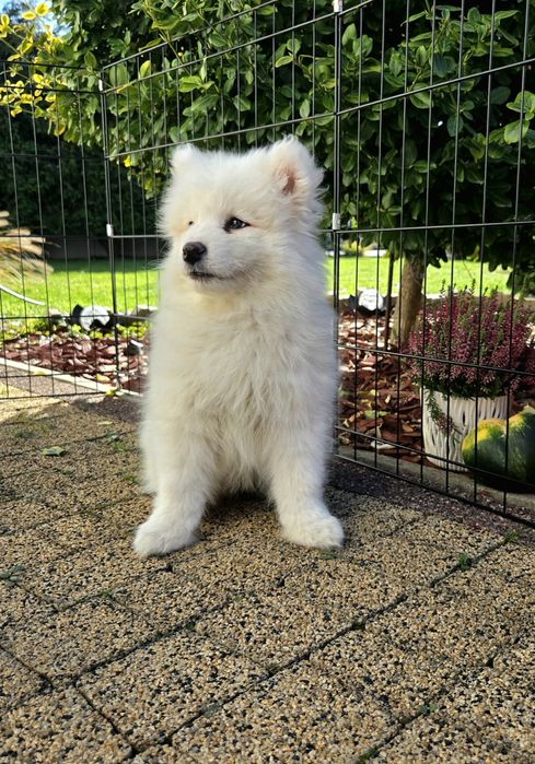 Samoyed szczeniak suczka