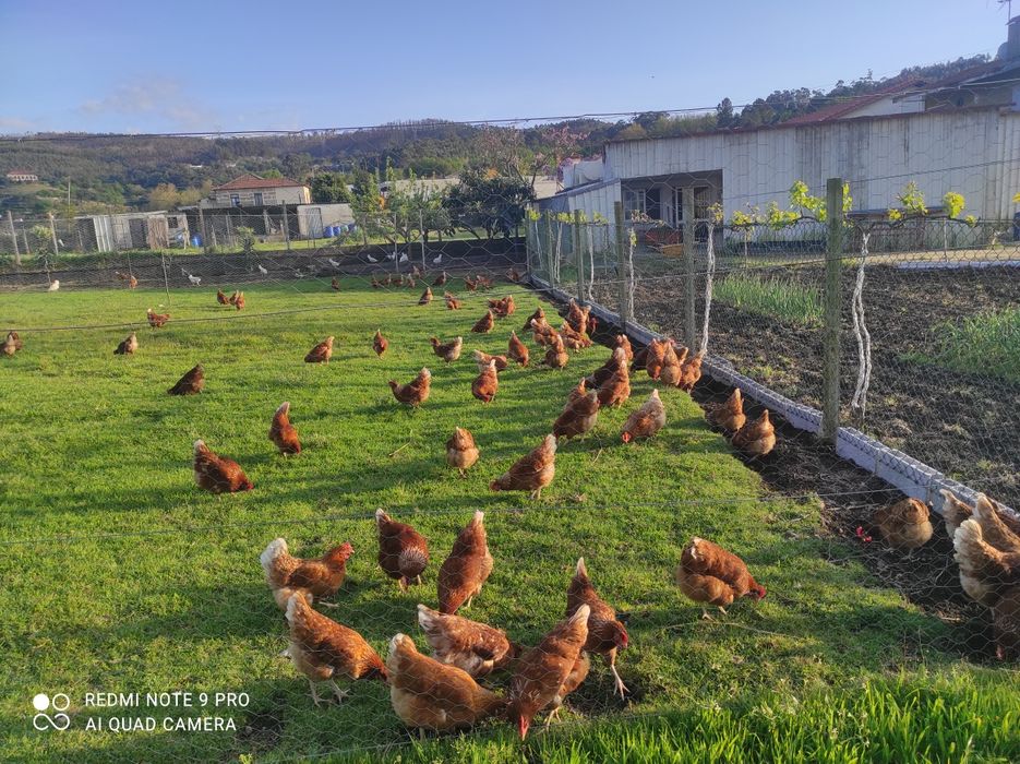 Galinheiro da avó  ovos frescos