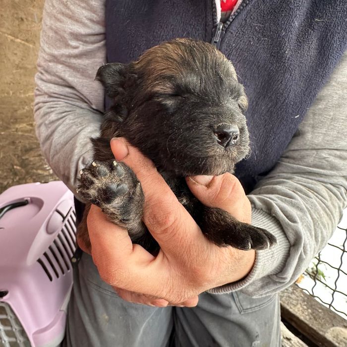 Малюк шукає сімʼю