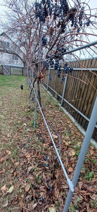 Будинок в с. Благодатне