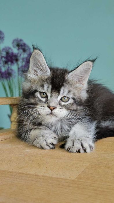 Мейн-кун дівчинка Вероніка