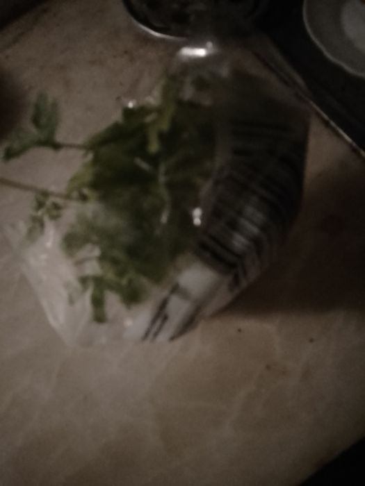 Um questão de orgulho-Linda Carlino-1e8E-Planta cebolinho- 5E Desde 2E