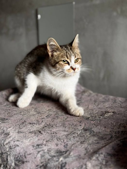 Котята котики отдам котенок подросток  девочка