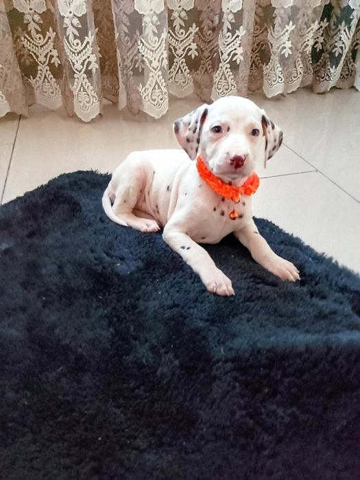 Suczka dalmatyńczyk z rodowodem