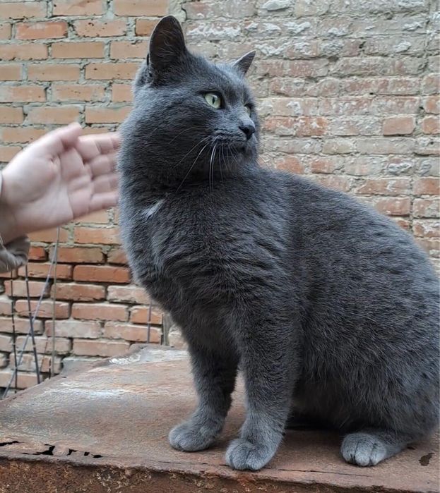 Шукаємо надійних господарів!