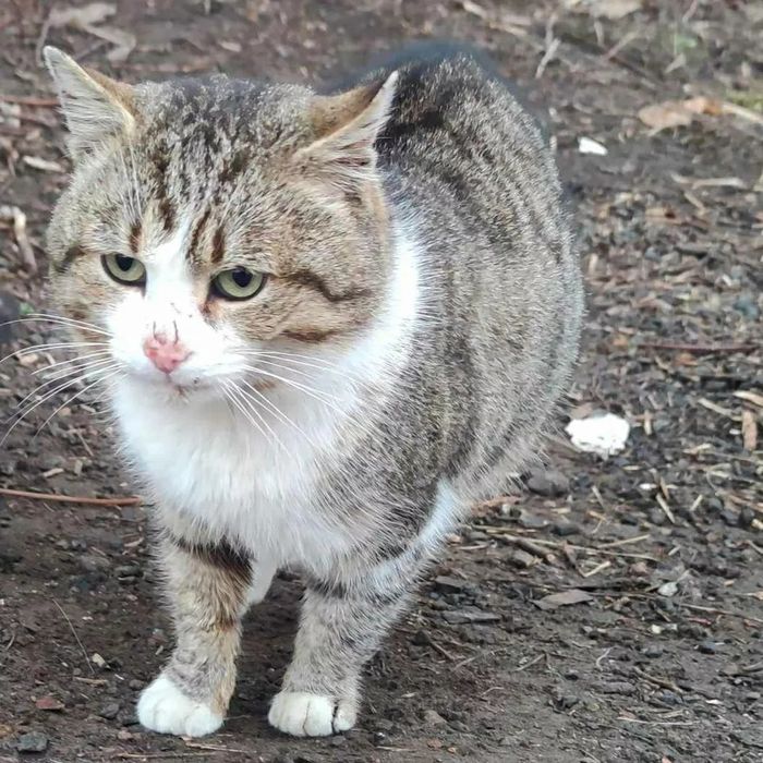 Отдам кота лесного окраса, 10 месяцев