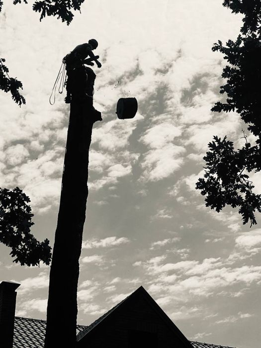 Зрізання дерев,зачистка територіі,корчування пнів,подрібнення гілок