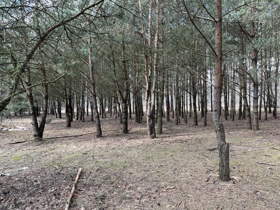 Działka budowlana w lesie Tur