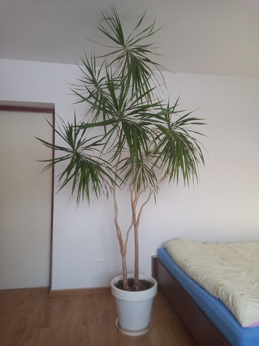 Dracena duży kwiatek