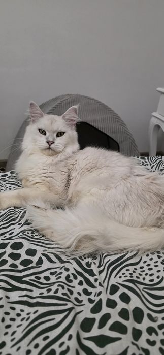 Koteczka mainecoon