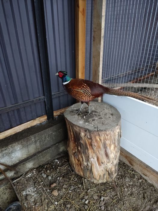 Фазани мисливські (2025р)