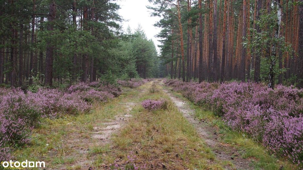 Działki - Osada w Borach Dolnośląskich - Widok 3