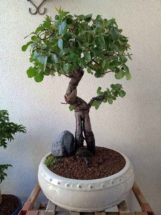 Bonsai Quercus suber