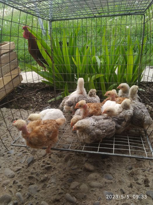 Домашні курчата Венгерський мастер