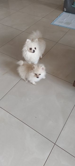 Szpic miniaturowy Pomeranian drobniutki piesek