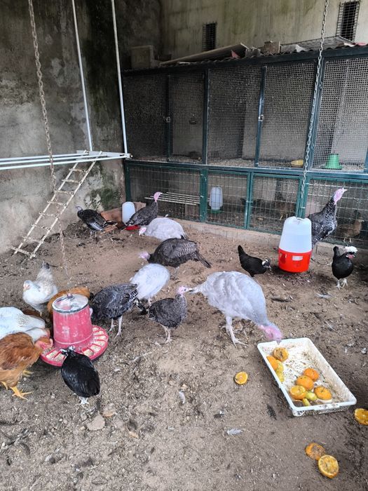 Vendo perus selvagens nascidos em 2025