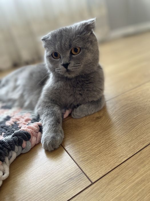 Кошенятко Безкоштовно