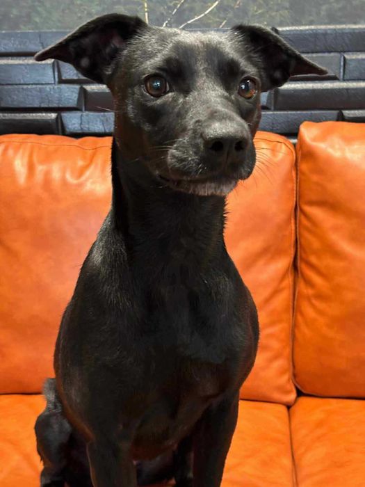 Zalia poleca się do adopcji
