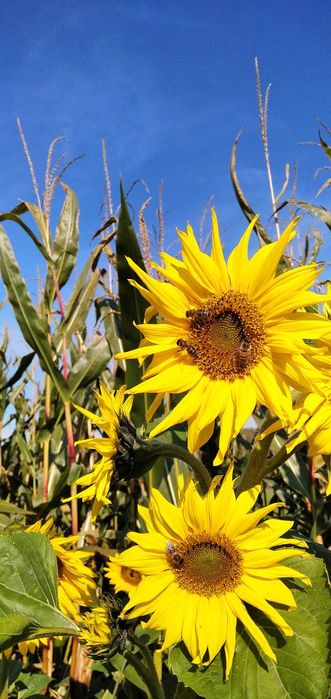 SŁONECZNIK  dowóz InPost ziarno słonecznika dla ptaków nasiona w łusce