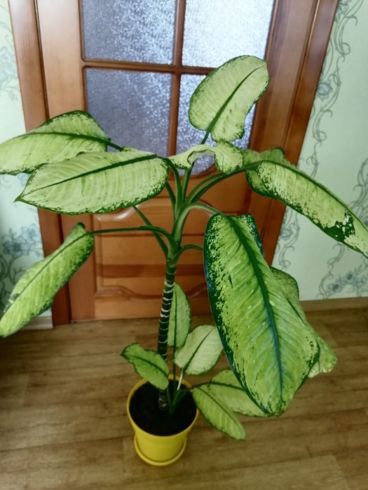 Дифенбахії для дому, офісу.