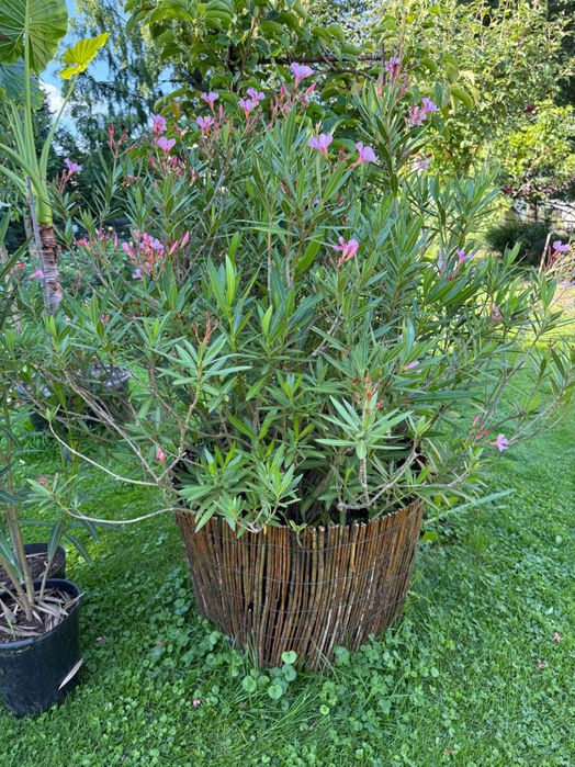Meritum Oleander