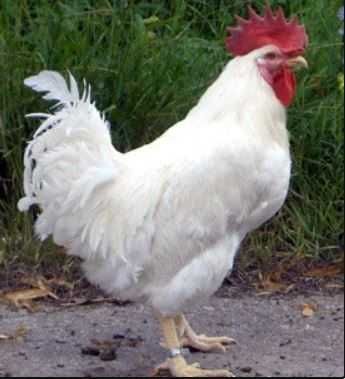 Геркулес імпортне порода інкубаційні яйця