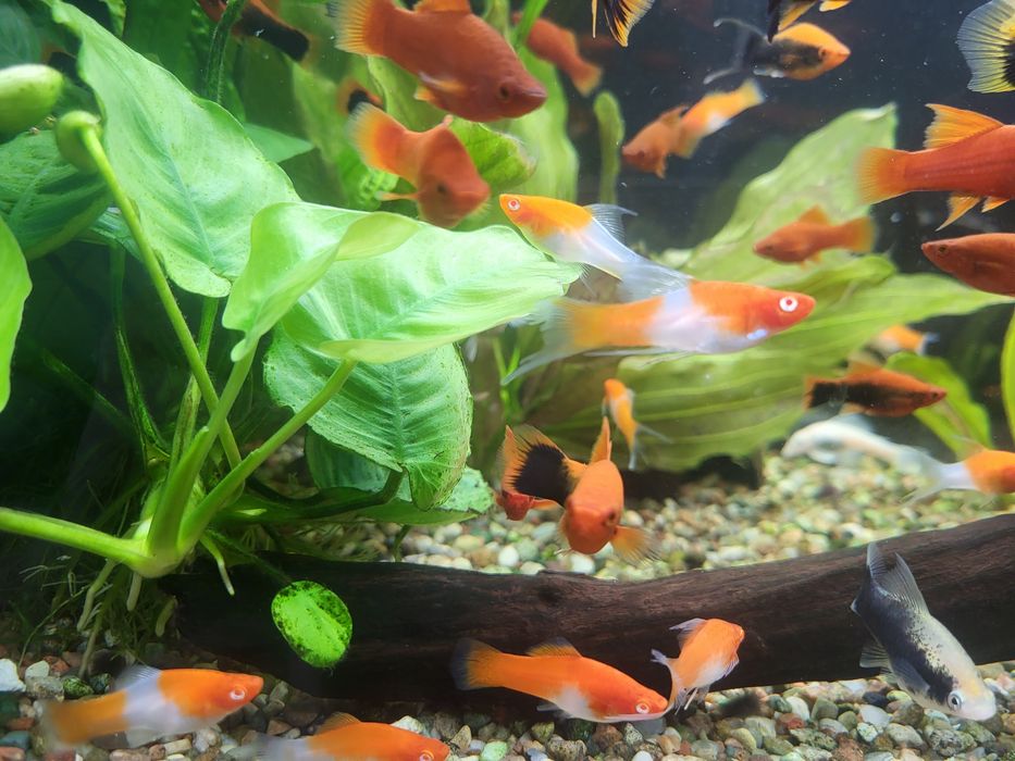 Na Sprzedaż- Mieczyki(Delta,Koi),Glonojady!!!