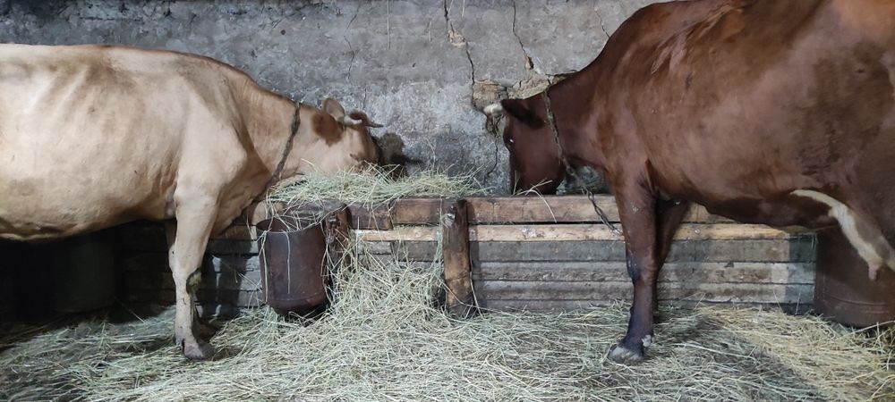 Продам коров на хозяйство