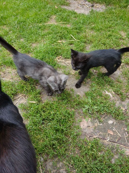 Kotki oddam w dobre rece