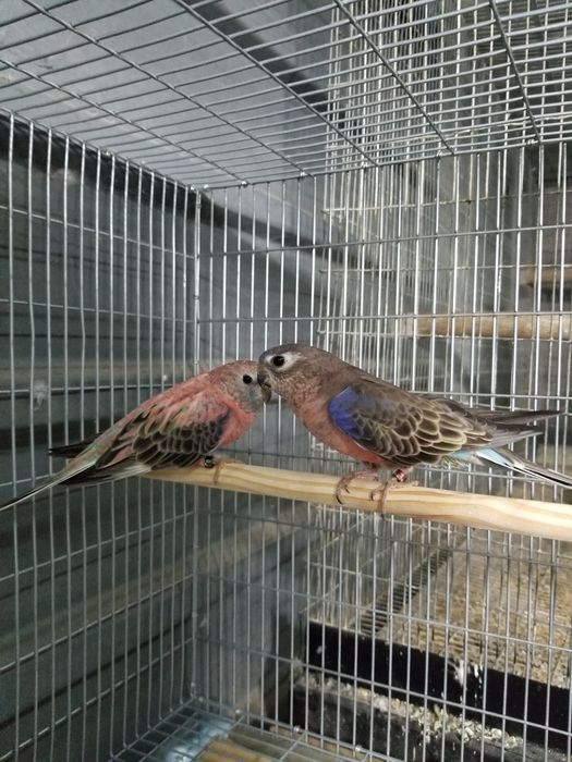 Periquito bourke casal