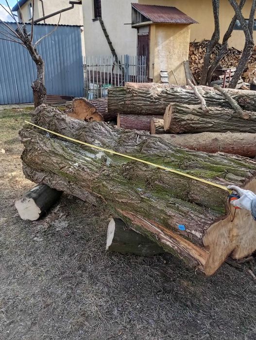 Akacja kłoda, akacja w klocu