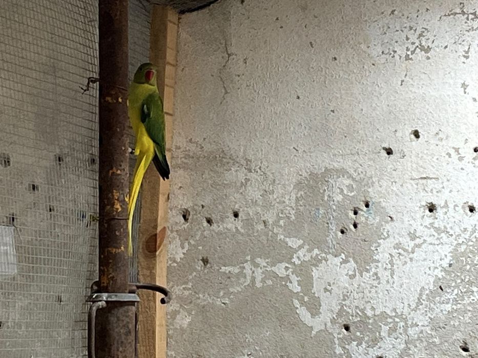 Femea Ring Neck verde violeta Cleartail Opalino