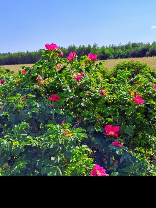 Olejek różany/macerat 20ml