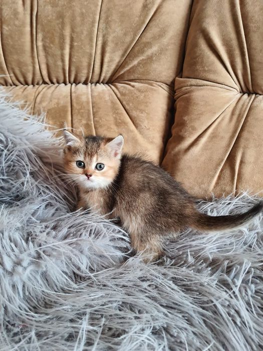 Кошенята шотландці