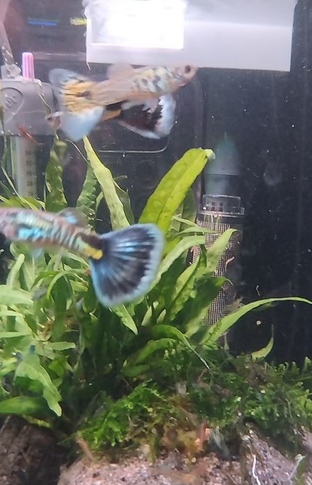 Vendo guppys sortidos 1,5€
