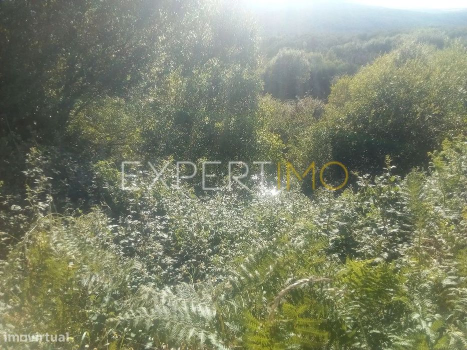 Quinta, por recuperar - Guarda
