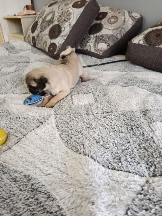 Підростають цуценята