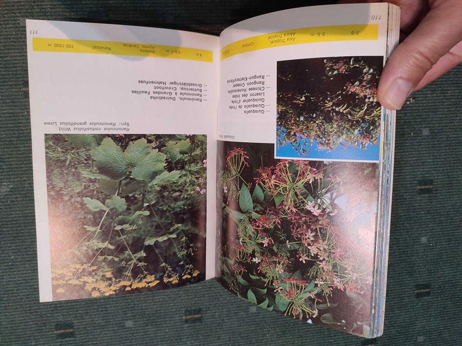 Madeira - Plantas e Flores - Luis de O. Franquinho, António da Costa