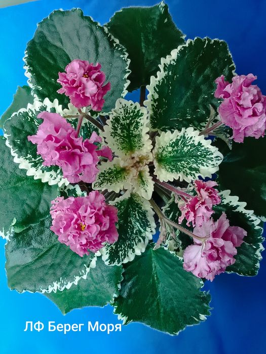 Пропоную свіжо зрізані листочки сортових фіалок з фото та інші сорти.