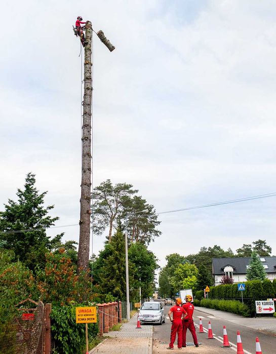 Wycinka pielęgnacja drzew, wycinanie, przycinanie, czyszczenie działek