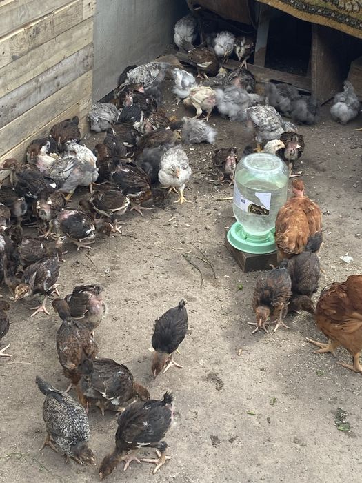 Продам курчата підрощені..