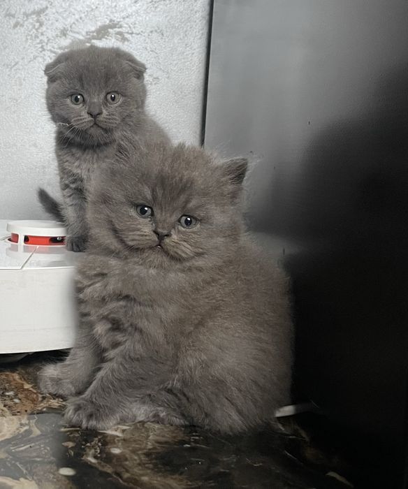 Кошенята британці